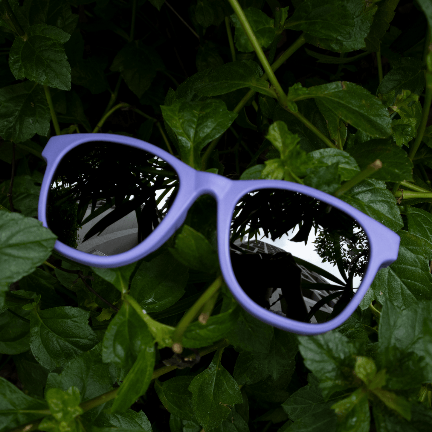 SUNGLASSES - WAYFARERS