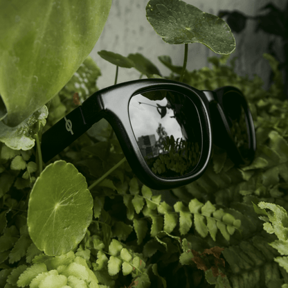 SUNGLASSES - WAYFARERS